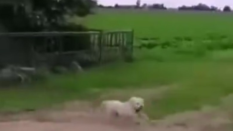 Unleashing Hilarious Paw-some-ness! Watch as this Dazzling Dog Dazzles with Jaw-Dropping Moves!