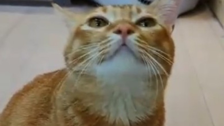 Hilarious Cat Exposes Secret Talent: Making the World's Most Epic Imaginary Sound!