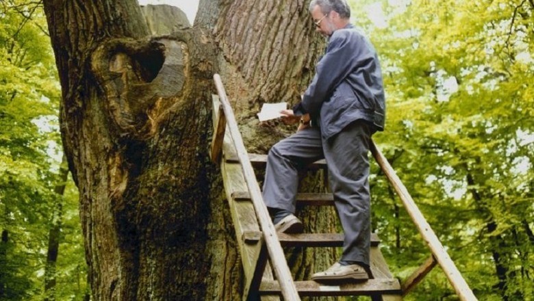 500-Year-Old Matchmaking Tree: Love Letters, Wedding Bells, and a Mysterious Connection