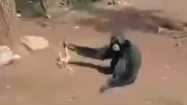 Adorable Hedgehog vs Mischievous Monkey: Unlikely Chase-Off Leaves Internet in Stitches!