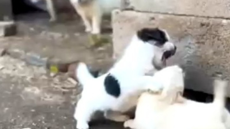 Battle of the Tiny Titans: Hilarious Showdown between Small Dogs that Packs a Surprising Twist!