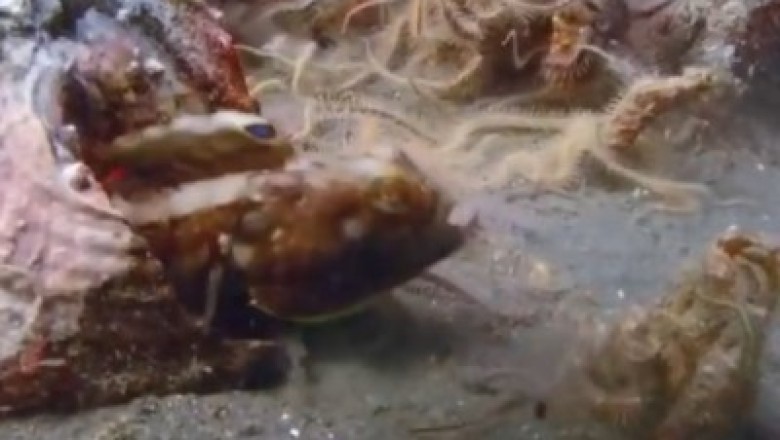 Brawl Underwater: Hilarious Fish Fight Captured at the Bottom of the Sea!
