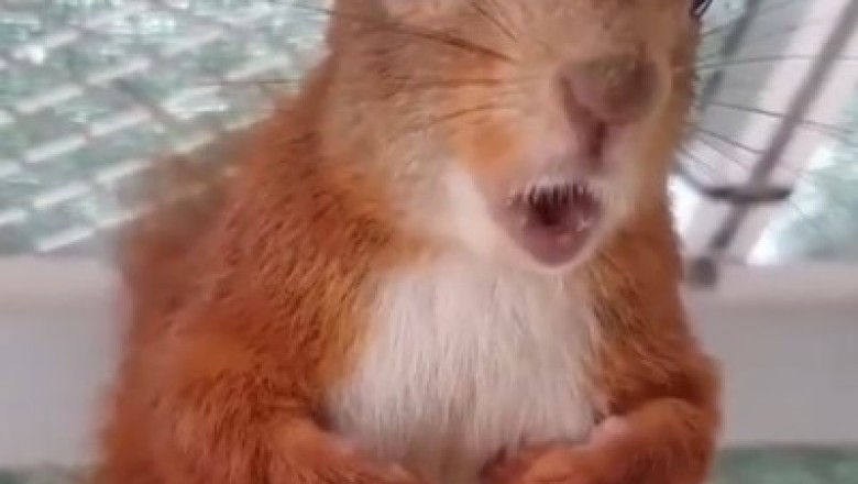 Crackling Cuteness Alert: Experience the Hilarious Chatter of Squirrels - What Do They Say?
