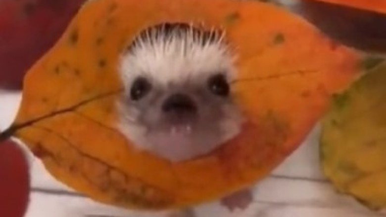 Hedgehog Hilarity: The Funniest Jokes Unleashed!