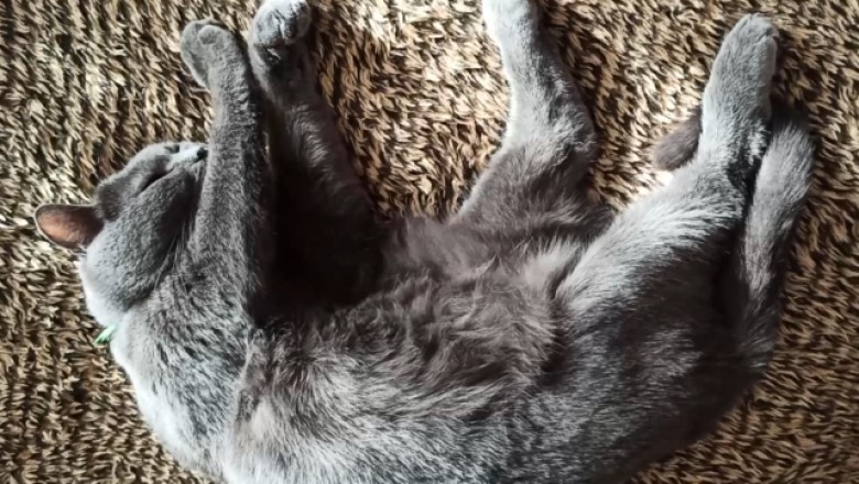Hilarious Cat Napping Chronicles: Watch This Adorable Feline Master the Art of Sleep with Quirky Antics!