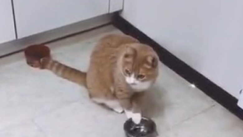 Hilarious Hunger Games: Watch a Cat's Epic Quest for Food!