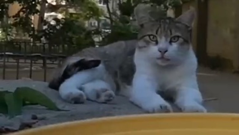 Hungry Cat Hilariously Demonstrates the Art of Food Begging - You Won't Believe Your Eyes!