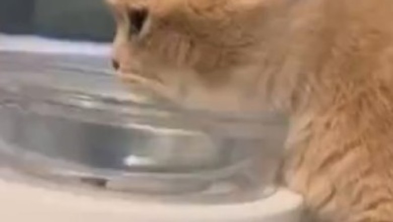 Hydrating Hilarity: Watch This Cat's Hilarious Water-Drinking Antics - You Won't Believe Your Eyes!
