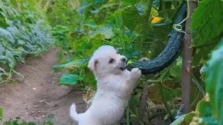 Orchard Raid: Adorable Small Dog Discovers the Ultimate Snack Heaven!