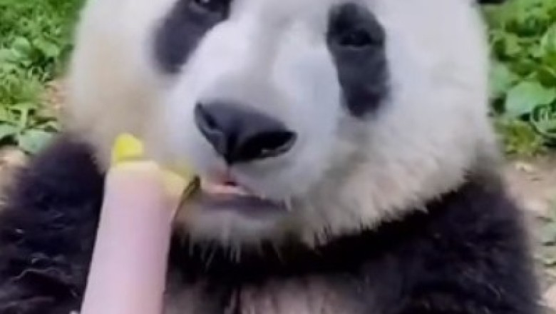 Panda's Hilarious Feast: Watch as this Hungry Bamboo Connoisseur Devours Reeds!
