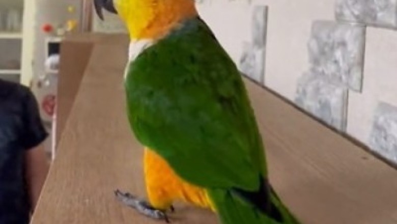Parrot Jumps Into Fun: Hilarious Moments Caught on Video!