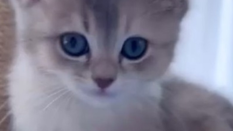 Pawsome Shenanigans: Adorable Cat's Hilarious Antics Will Make Your Day!