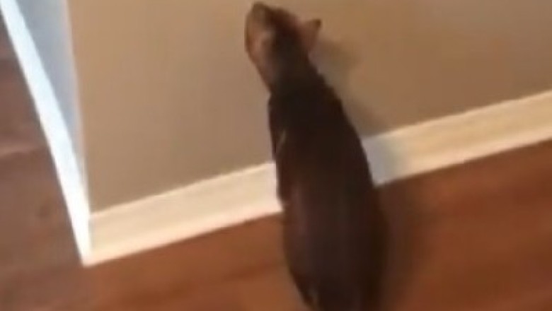 Purr-fect Paw-ninja! Watch as Clever Cat Masters the Art of Light Switch Acrobatics!