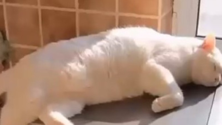 Purr-fectly Hilarious: Cat Takes Napping to Extreme Levels on a Washing Machine!