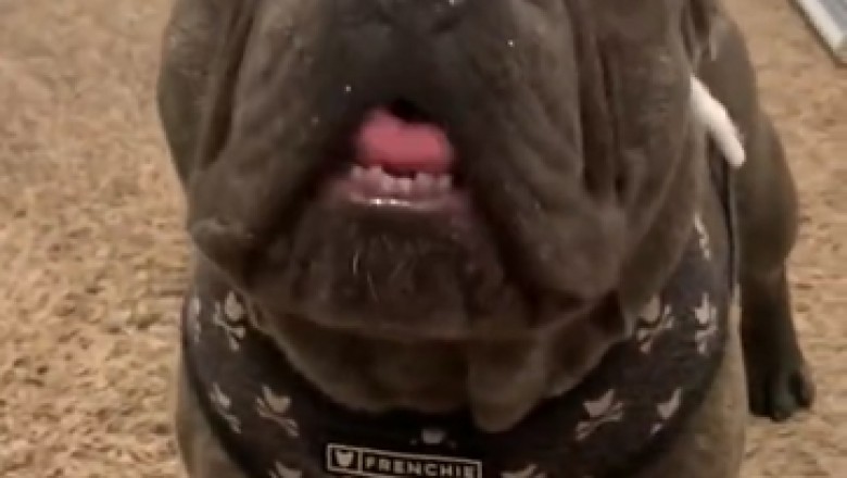 Talking Dog? Prepare to Burst into Laughter as Canine Comically Attempts to Speak!