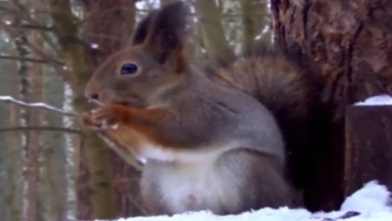 The Unbelievable Adventures of a Wild Squirrel - Prepare for the Ultimate Comedy Show!