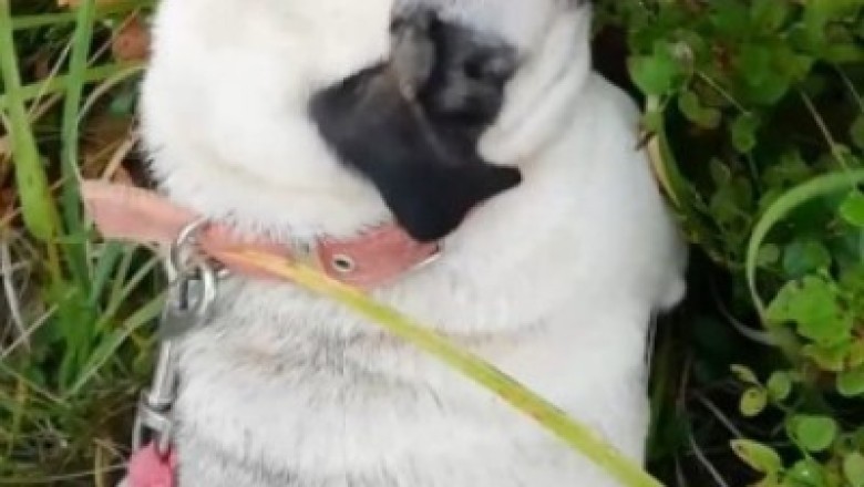 Tiny Pup, Big Swagger: Hilarious Video of the Tiniest Dog with the Confidence of a Giant!