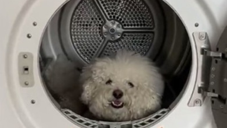 Unbelievable! Hilarious Video: Dog's Unexpected Obsession with the Washing Machine!