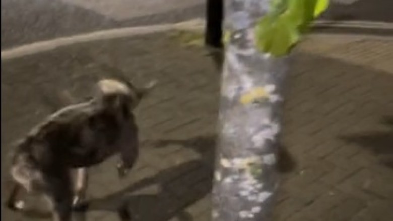 Bark vs. Branch: Watch This Hilarious Showdown as a Tenacious Dog Takes on a Stubborn Tree Branch!