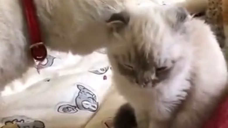 Cat Becomes Ultimate Protector and Nanny for Adorable Kitten!