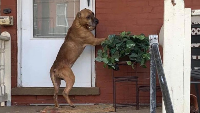 Cupid's Resilience: The Tale of the Abandoned Dog Who Still Knocks on the Door of Hope (Video)