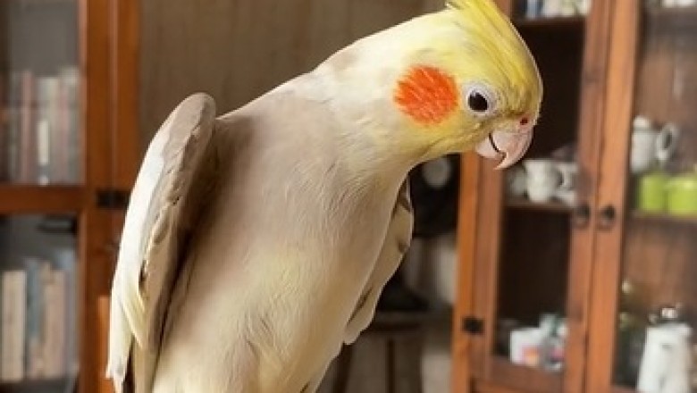 Feathered Feelings Galore: Watch as this Emotional Parrot Takes You on a Hilarious Rollercoaster Ride!