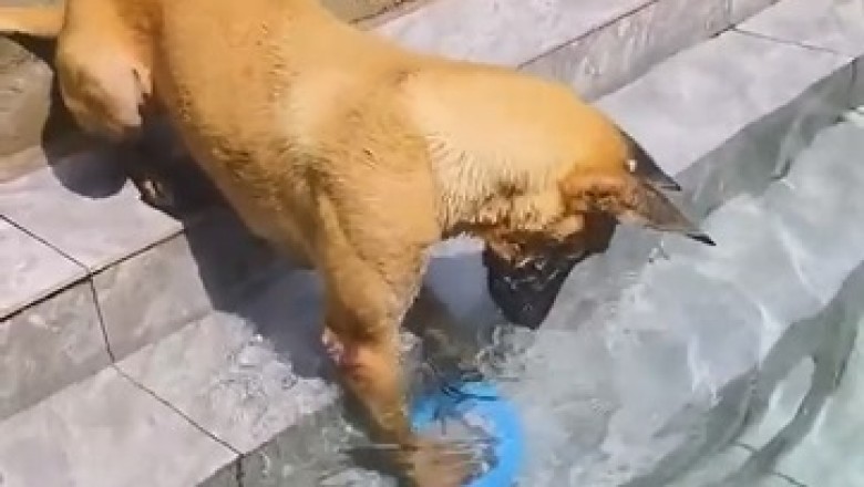 Hilarious Dog Discovery: The Underwater Surprise You Won't Believe!