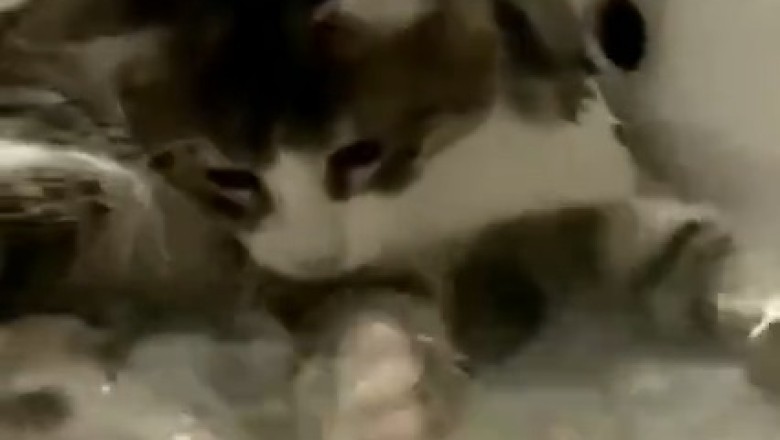 Hilarious Hijinks in the Kitchen: Watch This Cat Turn a Simple Faucet into a Water Wonderland!