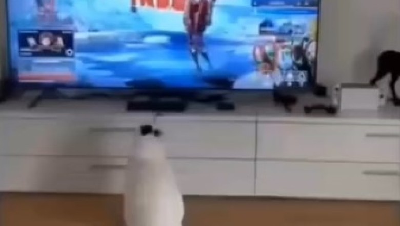 Hilarious Kitty TV Terror! Watch as Frightened Cat's Reactions to Scary Screen Shenanigans Go Viral!
