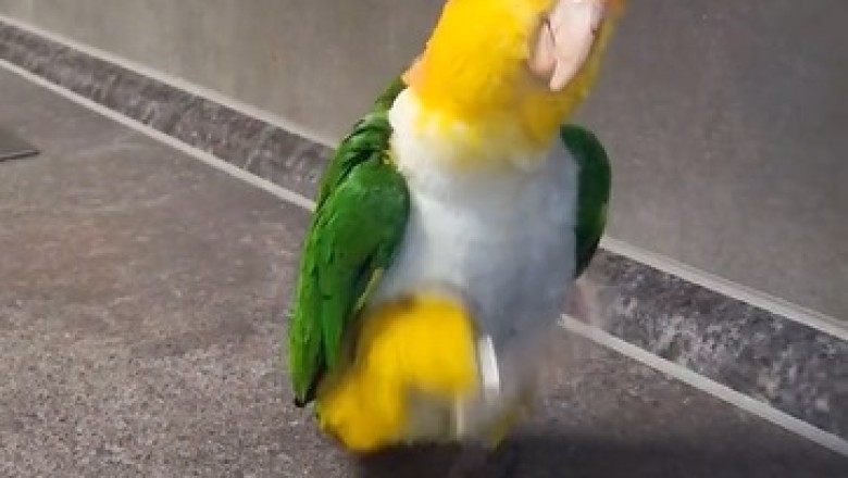 Hilarious Parrot Parade: Watch This Feathered Comedian Strut with Military Precision!