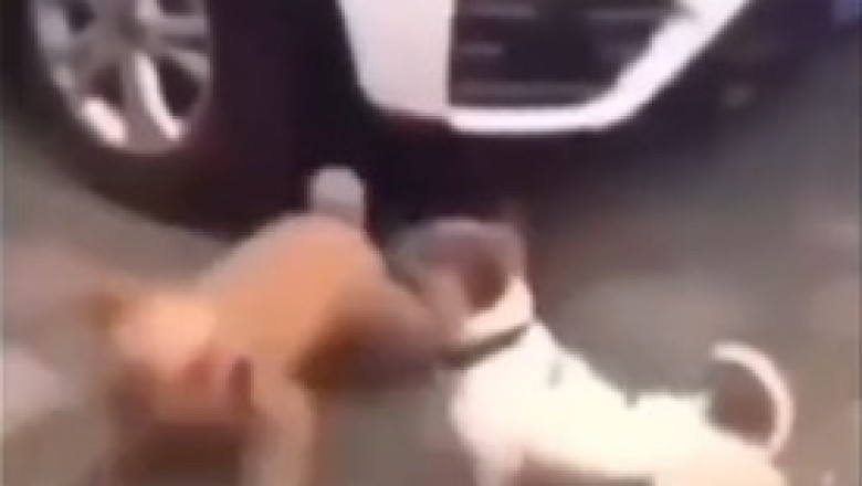 Paws and Claws Unleashed! Hilarious Brawl Ensues as Two Dogs Battle for Supremacy!