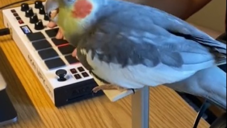 Piano-Playing Parrot Prodigy! Watch in Awe as this Feathered Maestro Dances and Serenades Simultaneously!
