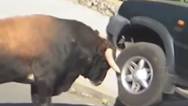 Raging Bull Rampage: Hilarious Mayhem Unfolds as Bull Takes on Unlucky Car!