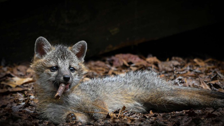 45 Animals That Will Leave You Speechless!