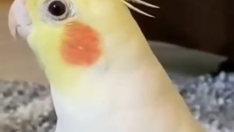 Feathered Virtuoso: You Won't Believe the Melodious Talent of this Singing Parrot!