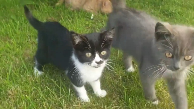 Meow-gical Waves: Hilarious Compilation of Cats in Calm Mode!