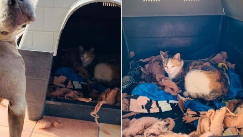 A Heartwarming Friendship: Pitbull and Pregnant Cat Share an Unexpected Bond