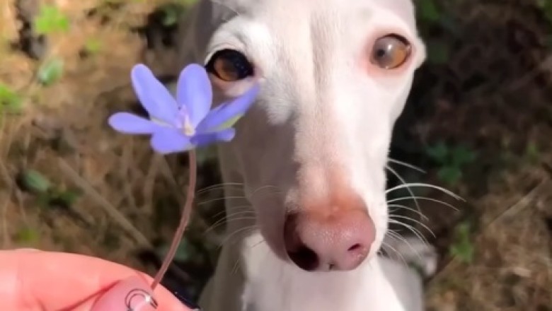 Heart-Melting Moment: Adorable Dog Surprises His Human with a Flower!