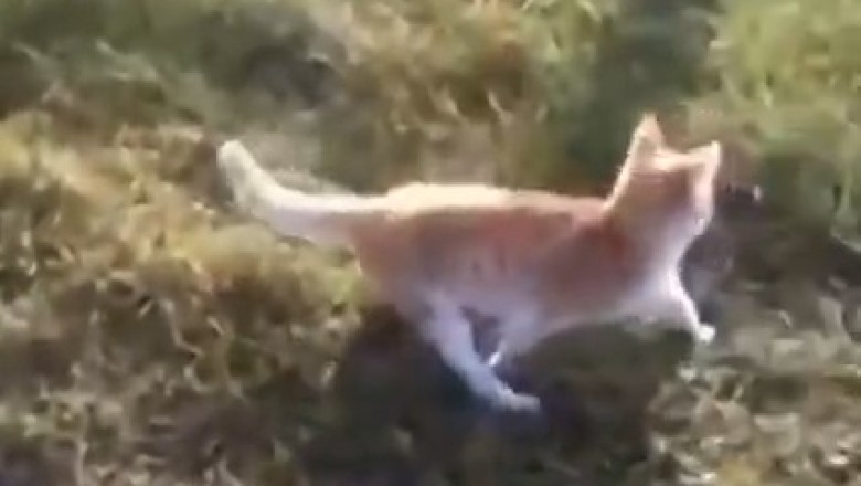 Hilarious Cat Confuses Backyard with a Salad Bar - Witness the Funniest Grass-Munching Mishap!