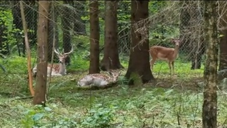 Hilarious Deer Adventures: A Comedy in the Forest