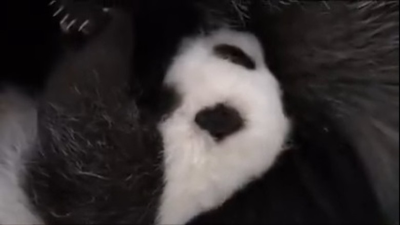 Hilarious Panda Can't Get Enough of That Milkshake - Watch This Adorable Munching Madness!