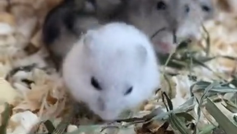 Hilarious Pandemonium: Mice Trade Cheese for Grass in Epic Role Reversal!