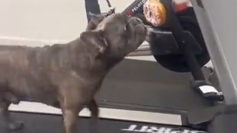 This Paw-some Pooch Takes Fitness to a Whole New Level - Prepare to Be Doggone Amazed!