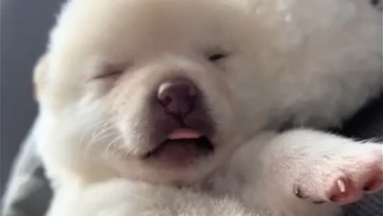 Adorable Little Dog Takes 'Aww' to a Whole New Level with Its Unbelievably Hilarious Sleeping Habits!