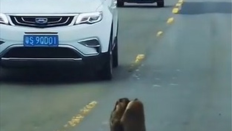 Highway Hijinks: Marmot Melee Leads to Hilarious Police Intervention!
