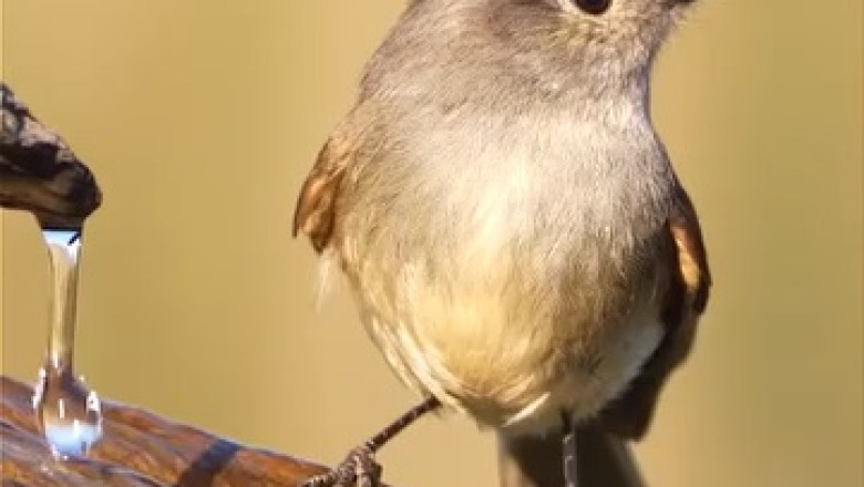 Hilarious Bird in the Forest Cracks Up Audiences Near a Charming Water Spring!