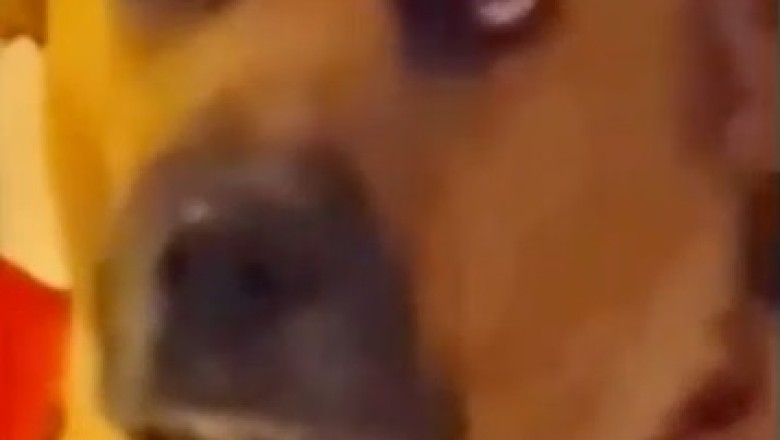 Hilarious Canine Critique: Dog's Adorable Disapproval of Owner's Dance Moves Goes Viral!