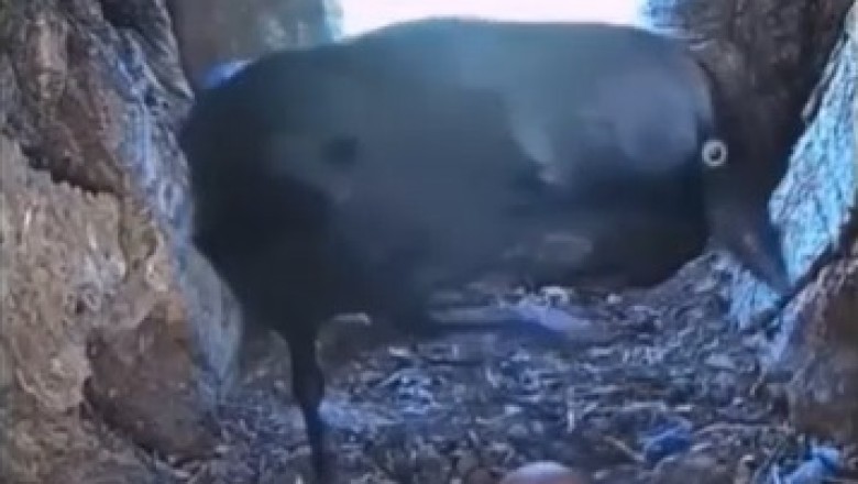 MISCHIEVOUS CROW VS. FIERCE HAWK: EPIC FOOD FIGHT IN MID-AIR