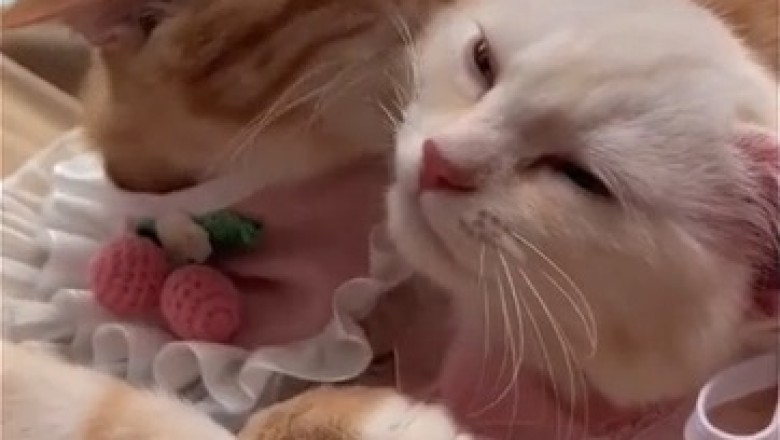Relationship Goals: Double the Cuteness in an Adorable Cat Love Story!