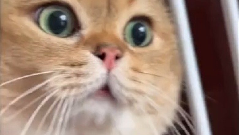 The Meowstermind: A Cat That Nails Human Communication Without Words!